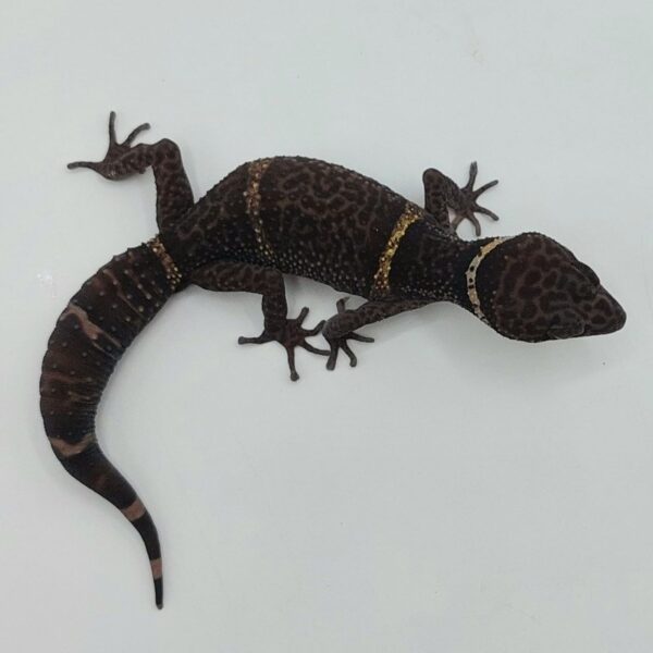 Goniurosaurus hainanensis - Gecko de cueva de Hainan