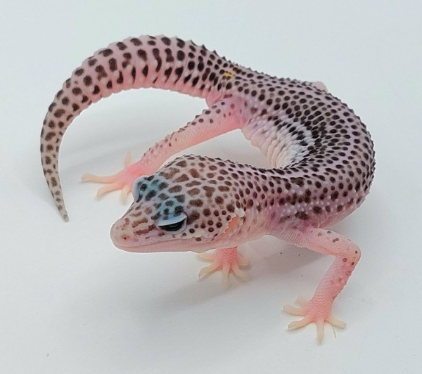 Gecko Leopardo – Eublepharis macularius