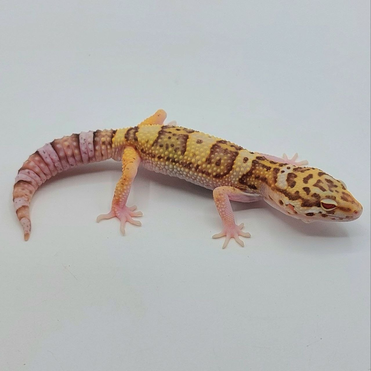 Gecko Leopardo – Eublepharis macularius