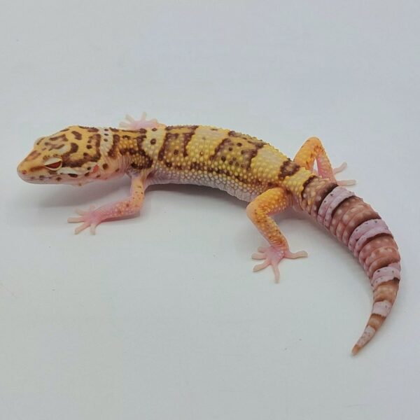 Gecko Leopardo – Eublepharis macularius