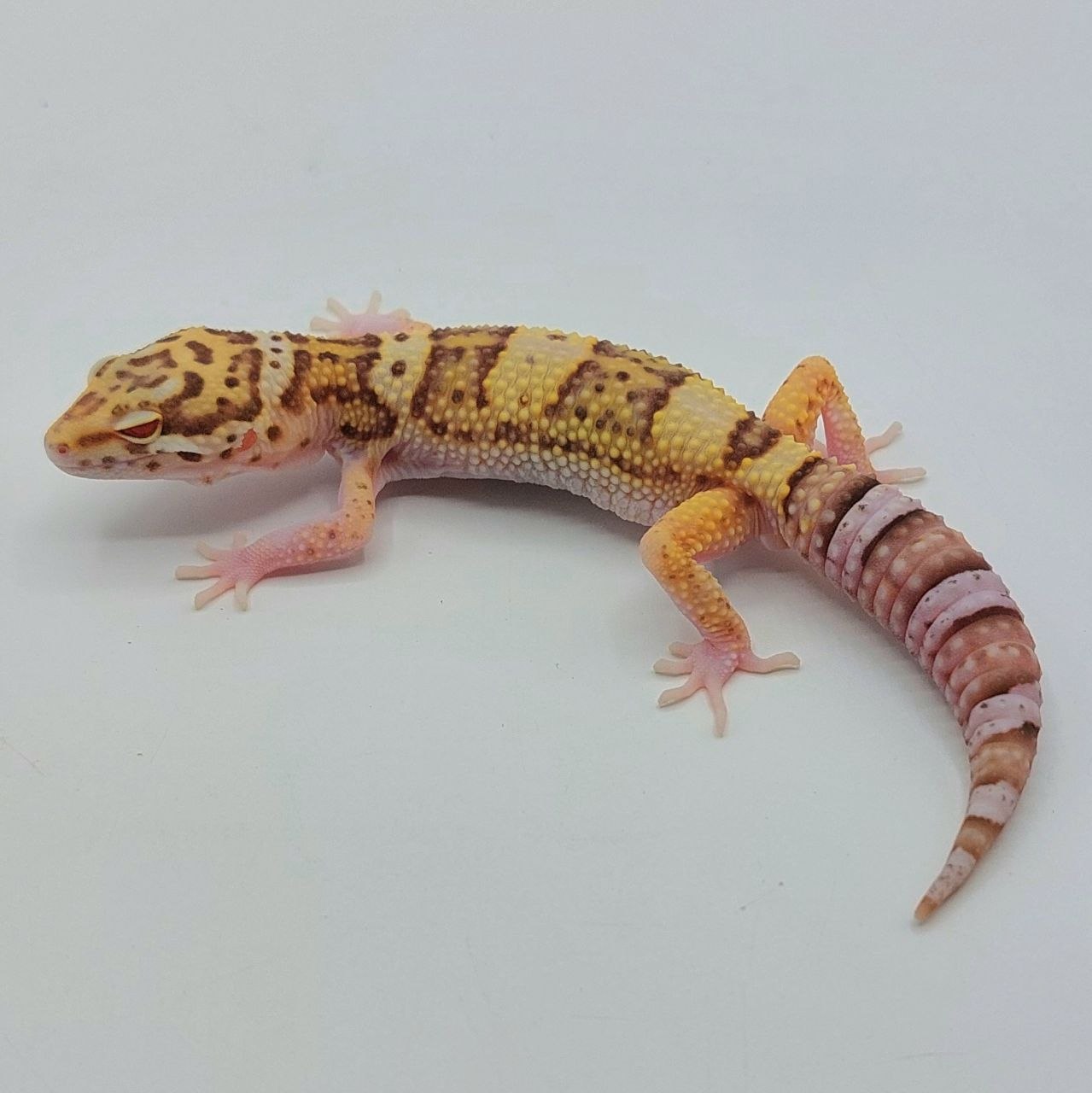 Gecko Leopardo – Eublepharis macularius