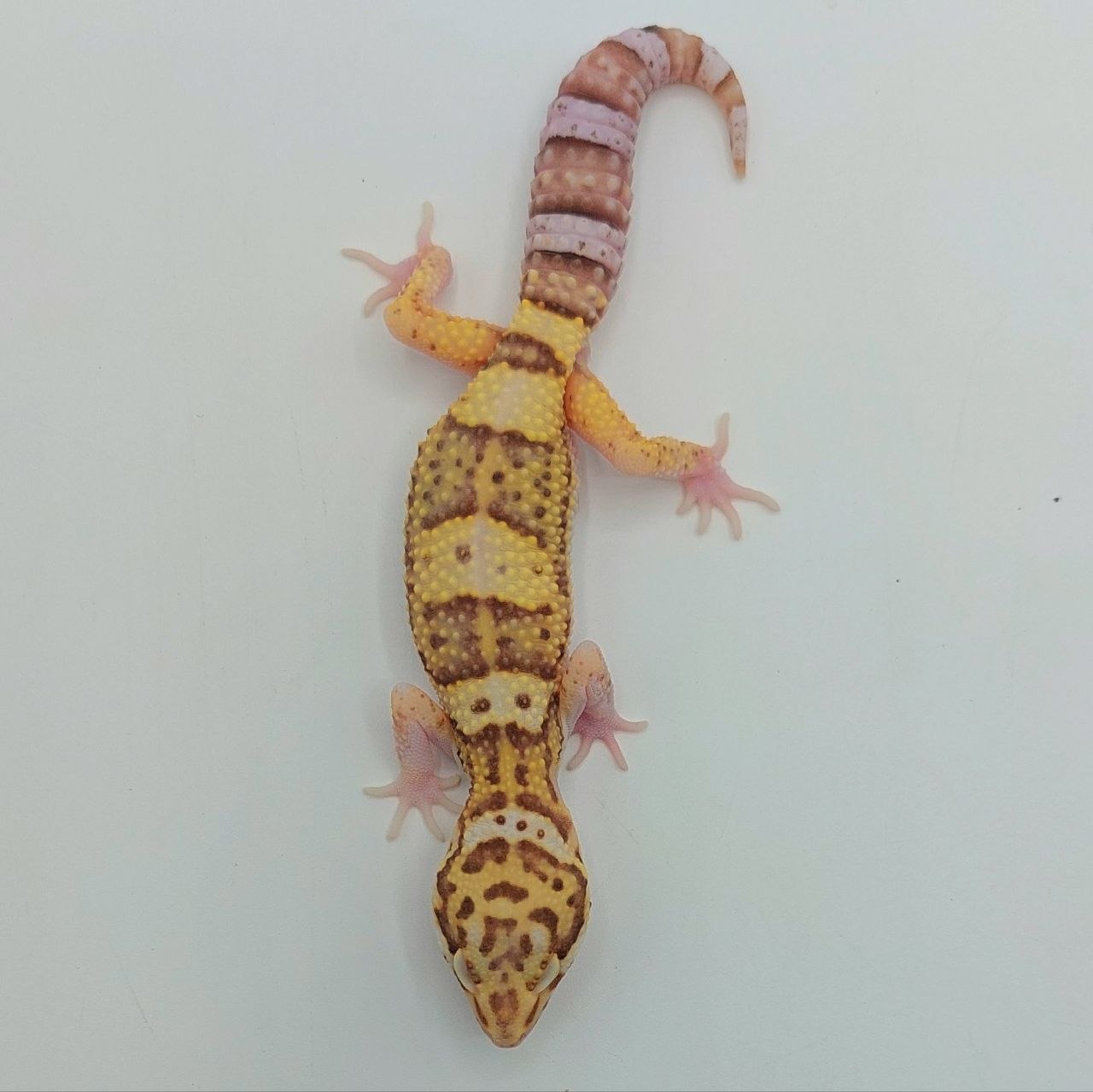 Gecko Leopardo – Eublepharis macularius