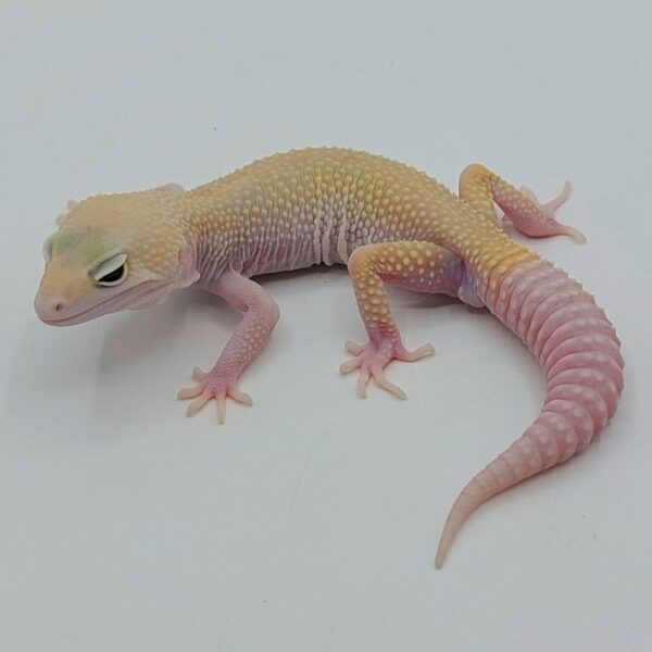 Gecko Leopardo – Eublepharis macularius