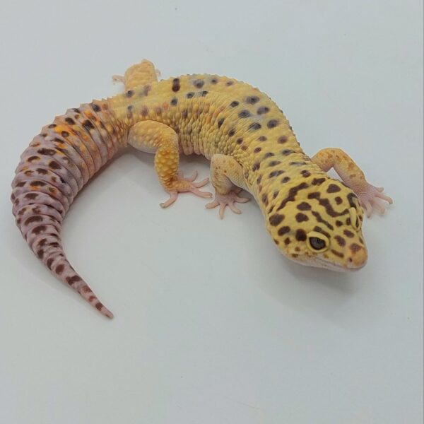 Gecko Leopardo – Eublepharis macularius