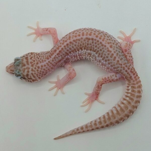 Gecko Leopardo – Eublepharis macularius
