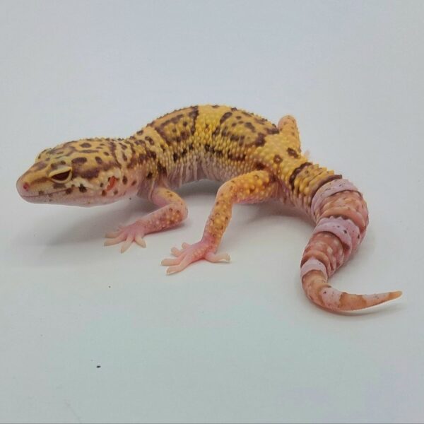 Gecko Leopardo – Eublepharis macularius
