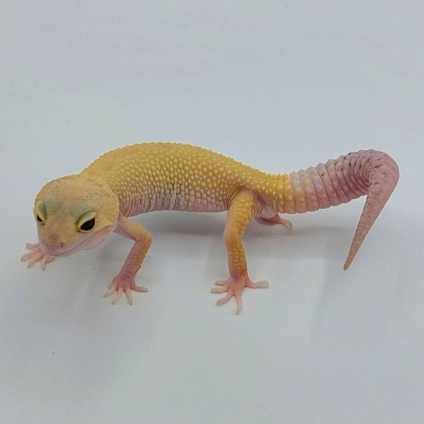 Gecko Leopardo – Eublepharis macularius
