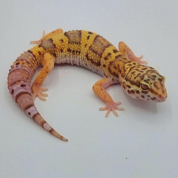 Gecko Leopardo – Eublepharis macularius