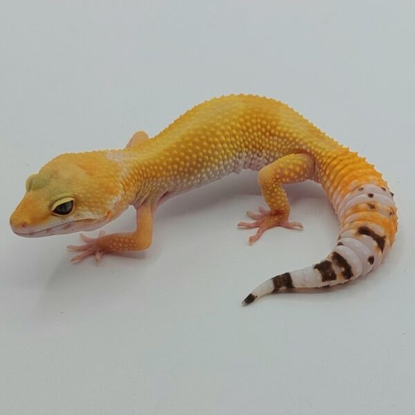 Gecko Leopardo – Eublepharis macularius