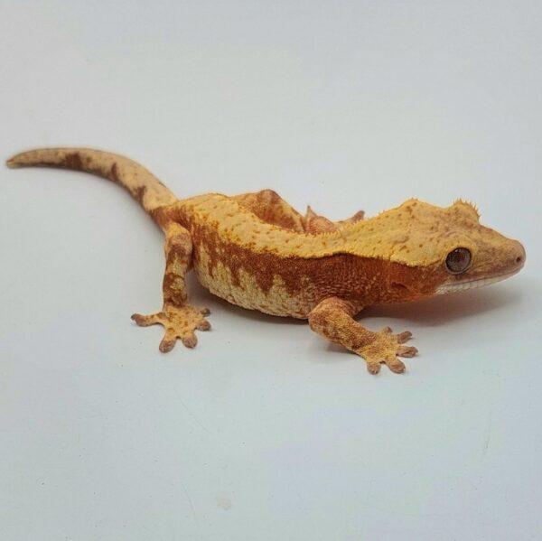 Gecko Crestado (Correlophus ciliatus)