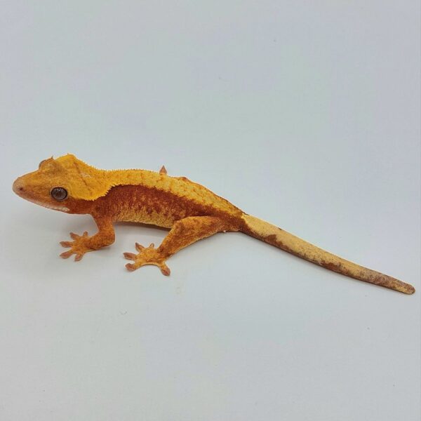 Gecko Crestado (Correlophus ciliatus)