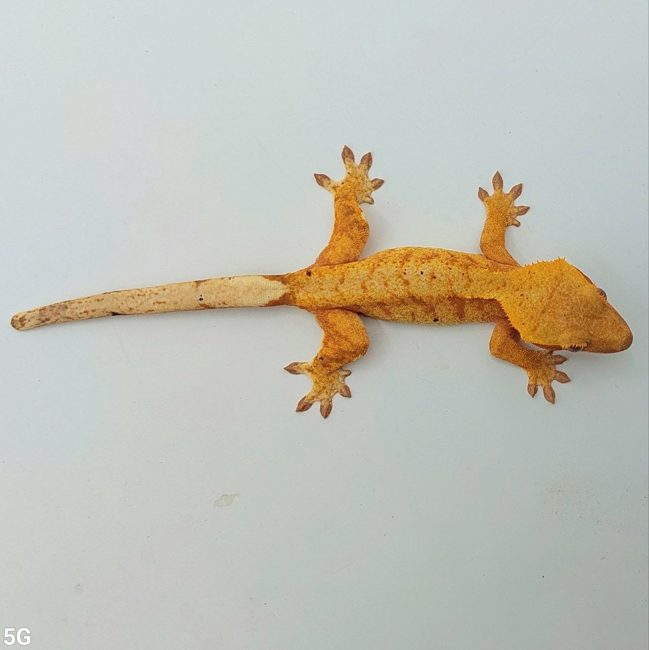 Gecko Crestado (Correlophus ciliatus)