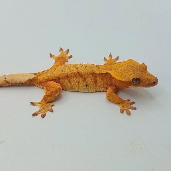 Gecko Crestado (Correlophus ciliatus)
