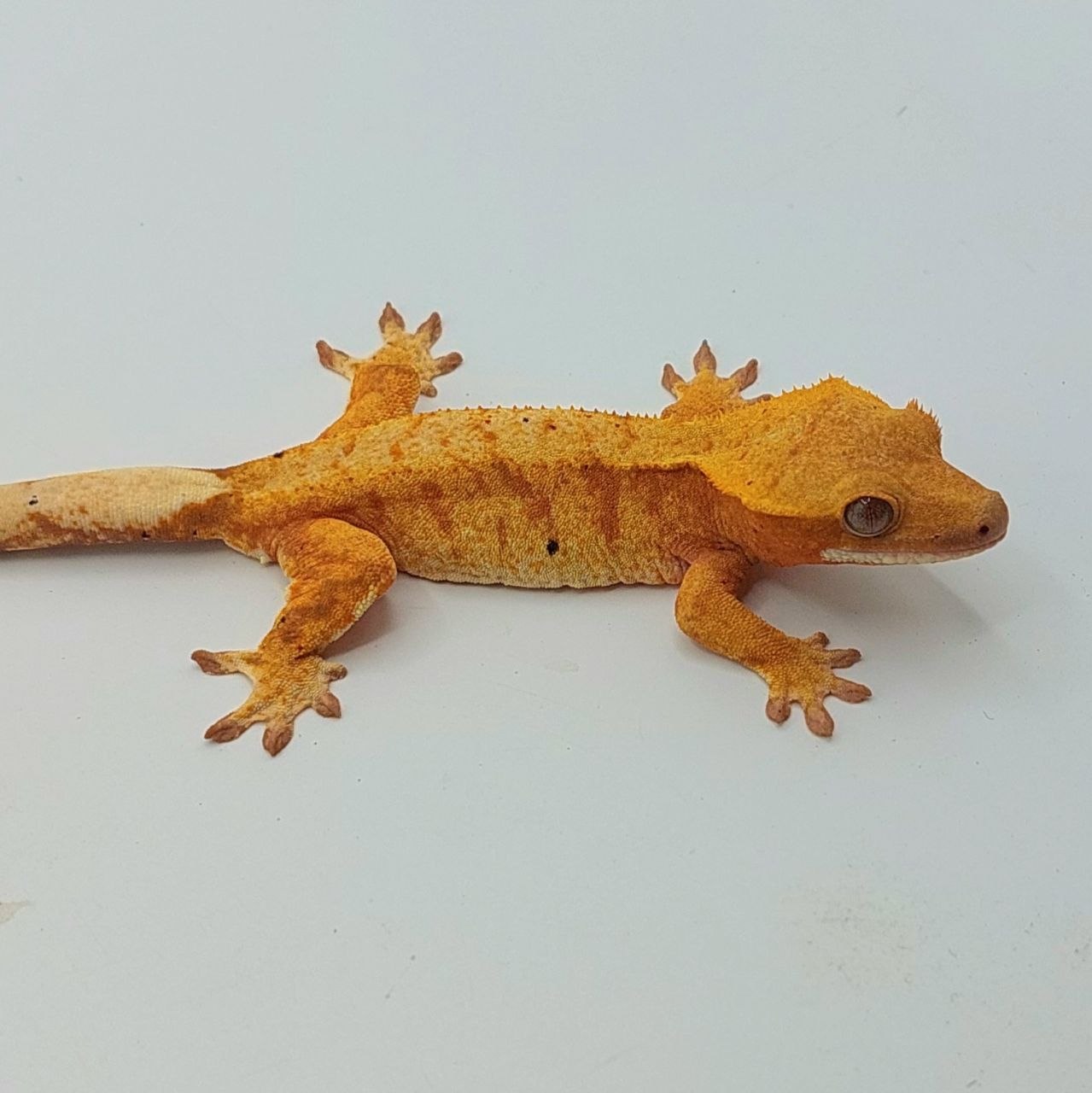 Gecko Crestado (Correlophus ciliatus)
