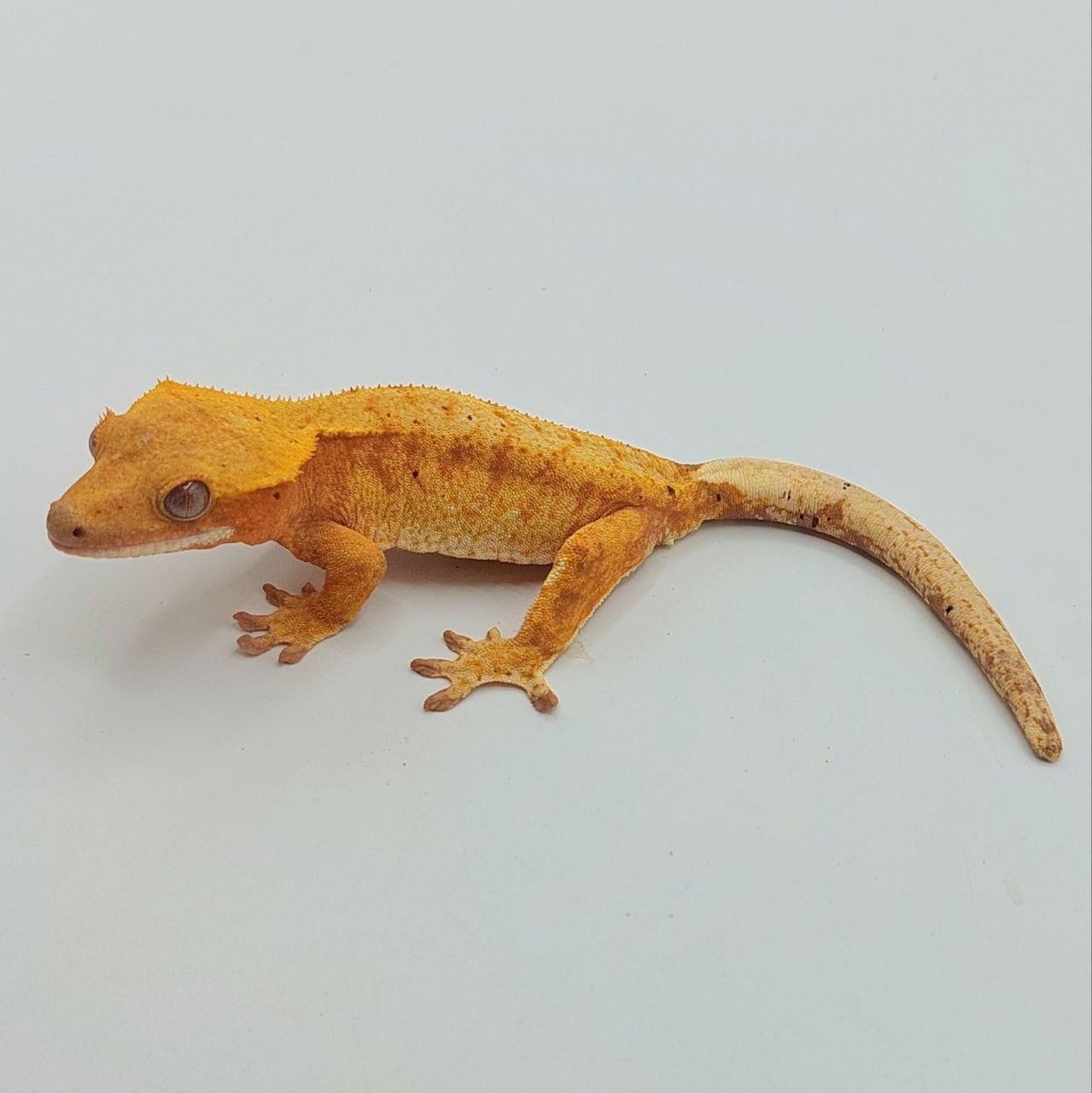 Gecko Crestado (Correlophus ciliatus)
